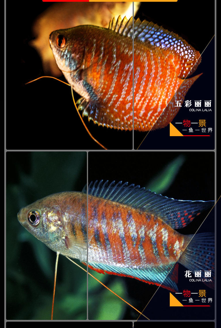 观赏鱼五彩丽丽鱼黄金曼龙活体鱼血红丽丽鱼淡水鱼小型热带鱼 五彩
