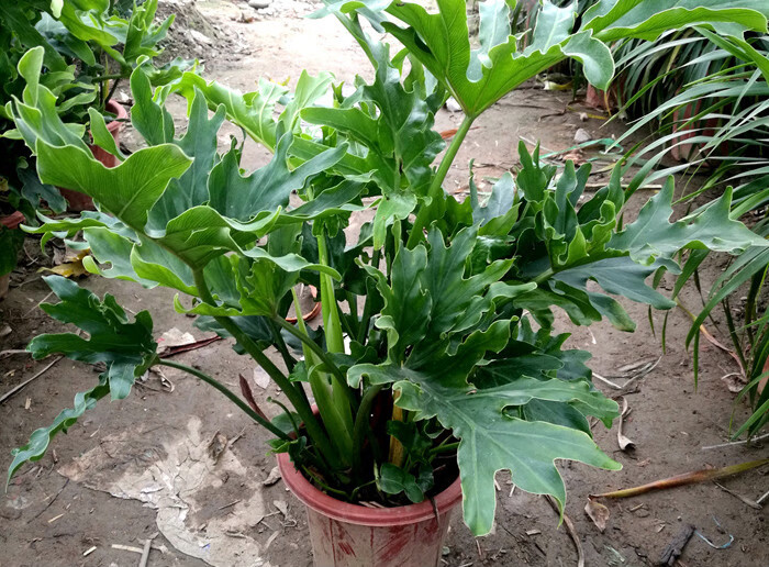 大叶春羽 春羽北欧植物水培小天使蔓绿绒春雨耐荫大叶室内绿植z5 50cm