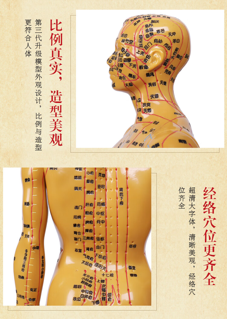 人体经络穴位图模型中医学针灸穴位人体模型全身男女小铜皮人模特 48
