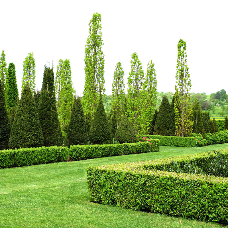 黄杨苗冬青苗瓜子黄杨树庭院绿篱围墙篱笆树苗挡小动物绿植苗大叶