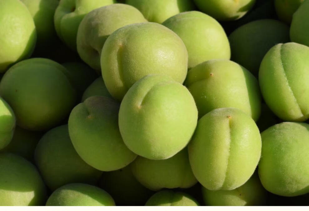 新鲜青杏子当季绿杏酸杏孕妇水果应季青杏整箱3斤甄选大青杏酸脆多汁