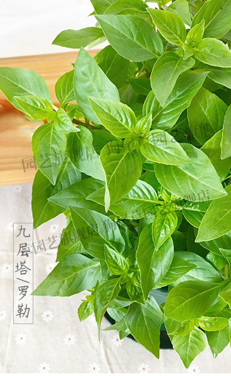 九层塔种子种籽苗紫罗勒阳台四季盆栽金不换香草九成塔孑叶 九层塔苗
