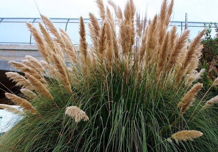 畷园狗尾草种子野生茅草籽白茅根草种子白茅草草籽狼尾草种子花种子