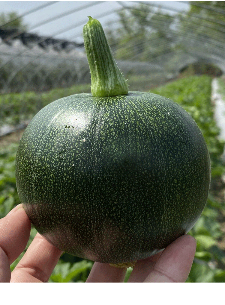 湖南浏阳本地新鲜嫩南瓜农家自种绿皮迷你小南瓜青瓜5斤现摘现发1000g