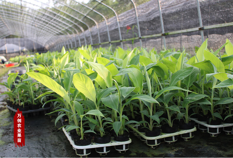 苹果蕉苗广西矮化粉蕉树苗当年结果香蕉苗南北方地栽四季可种植粉蕉苗