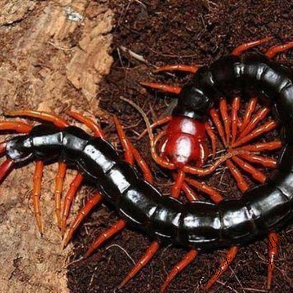 红头蜈蚣有毒图片
