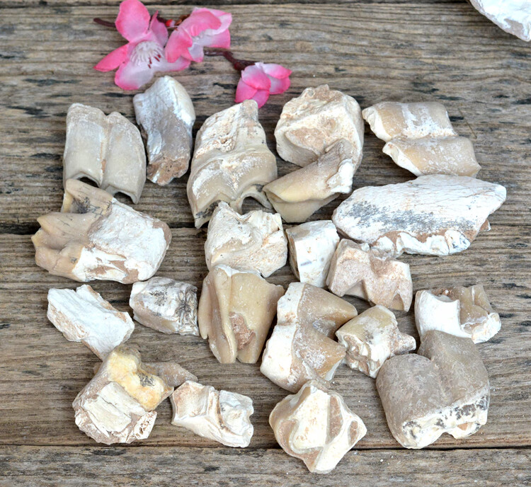 龙齿中药材250克精选生龙齿白龙齿青龙齿满,另有龙骨牡蛎【图片 价格