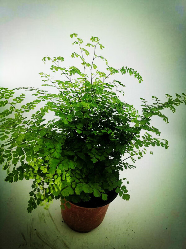 铁线蕨室内盆栽蕨类四季常绿吸甲醛原盆原土发货办公室观叶绿植波斯顿