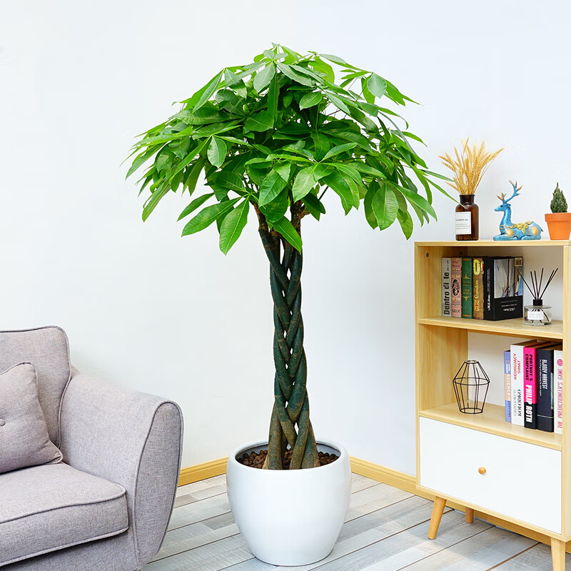 6-1.8米 辫子发财树 带盆