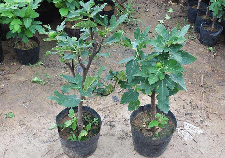 无花果苗果树苗无花果树苗当年结果四季栽栽南北方四季种植青皮 带土