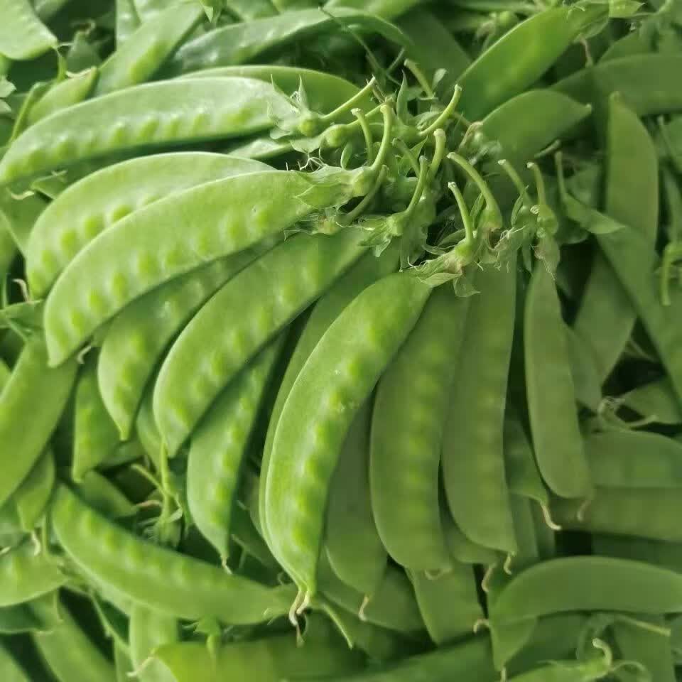 荷兰豆15斤云南山区新鲜农家蔬菜碗豆扁豆豆角现摘现发批发普通纸箱冻