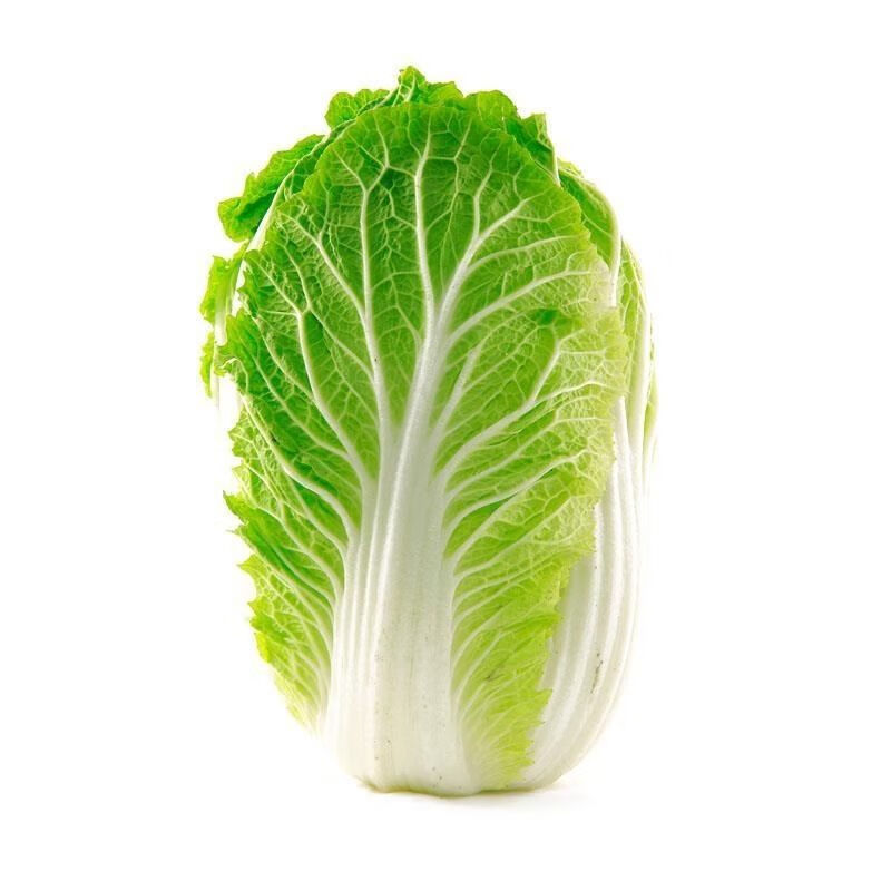 50天收获 蔬菜种子四季播种抗热抗寒 农民用种 早熟五号大白菜种子