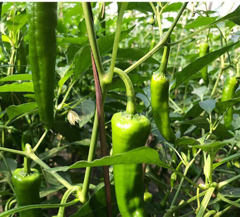 新鲜辣妹子辣椒辣特别辣东薄皮辣椒薄皮青尖辣椒腌制蘸酱新鲜辣妹子4