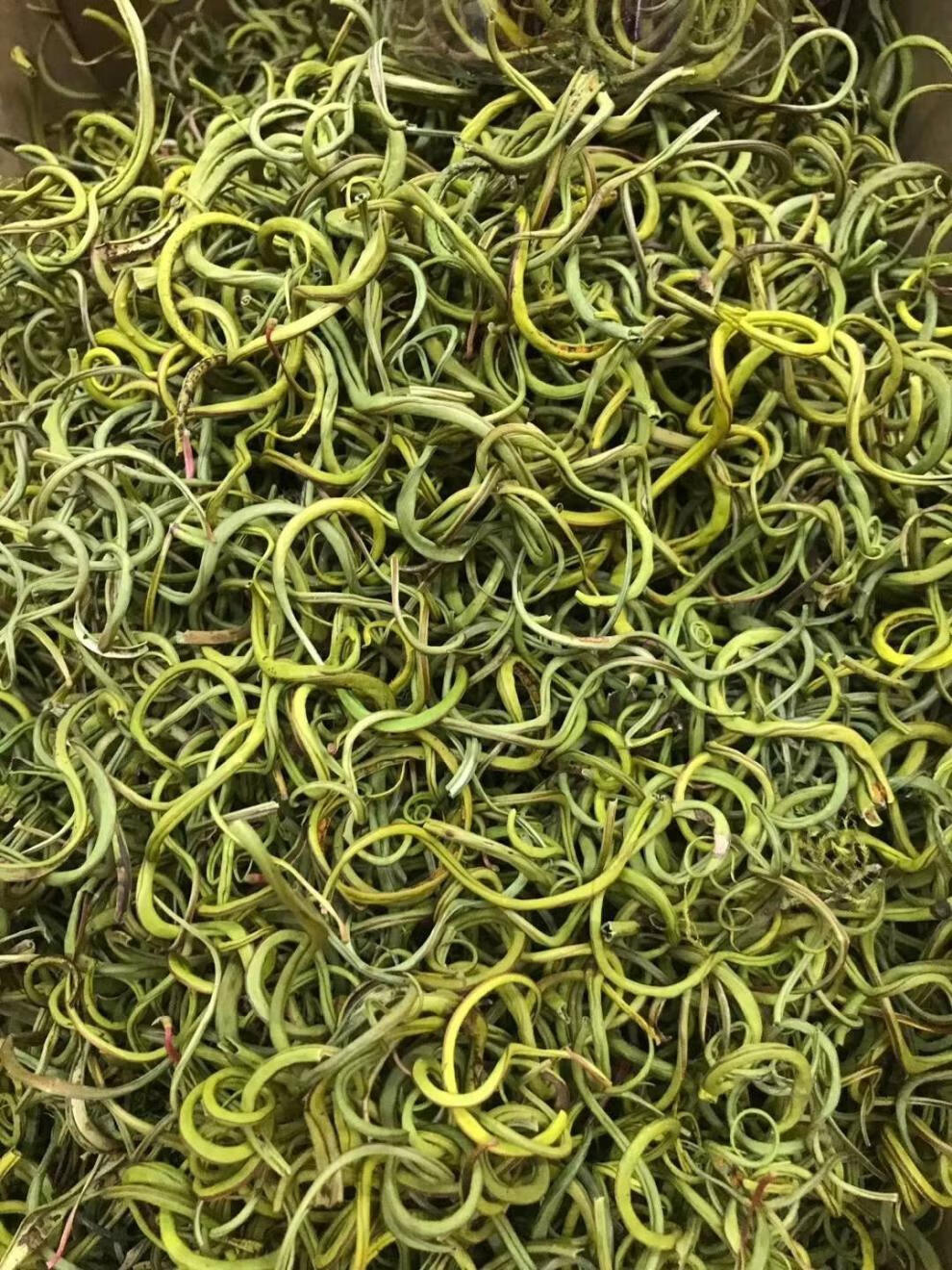 北京同仁堂肾精草长白山东北野生肾精草男女泡水草五