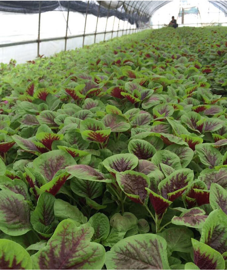 苋菜种子大全种籽菜四季野菜籽春秋冬季种孑苋菜籽苋菜种籽农家 花叶