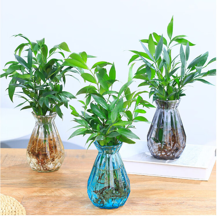 水培植物室内客厅绿植花卉盆栽水养四季常青款竹柏10棵送营养液1支不