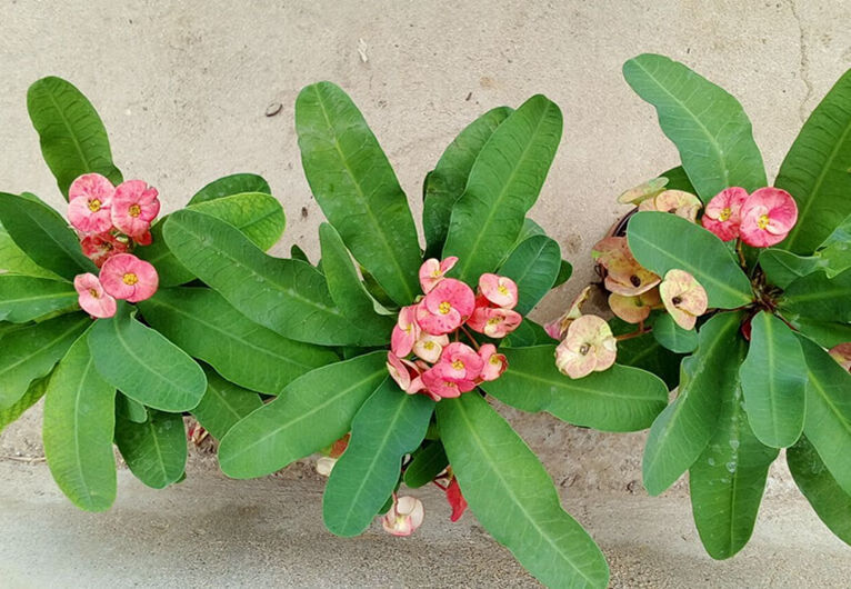 虎刺梅大叶黄色虎刺梅大叶大花虎刺梅苗大颗盆栽铁海棠麒麟花卉室内