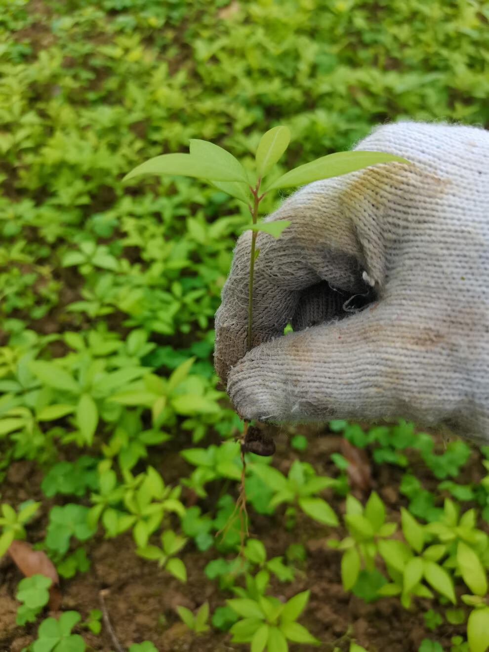 正宗金丝楠木苗小叶桢楠树苗楠木树苗楠木杯苗保湿保鲜发货 15-30厘米