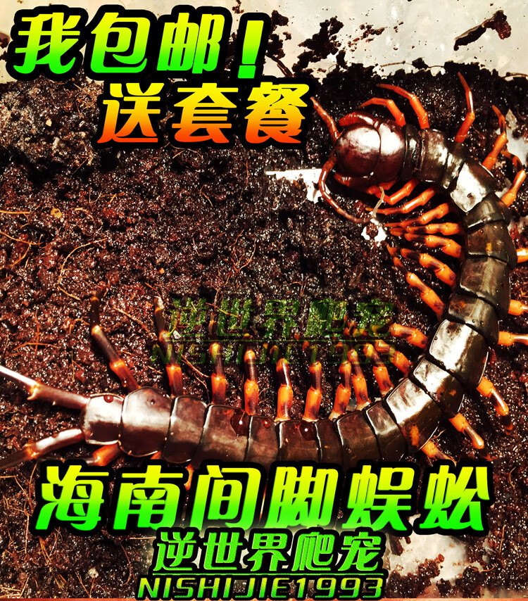 荣郁海南间脚蜈蚣宠物蜈蚣活体1620cm国产经典品种饲养套装包活间脚全