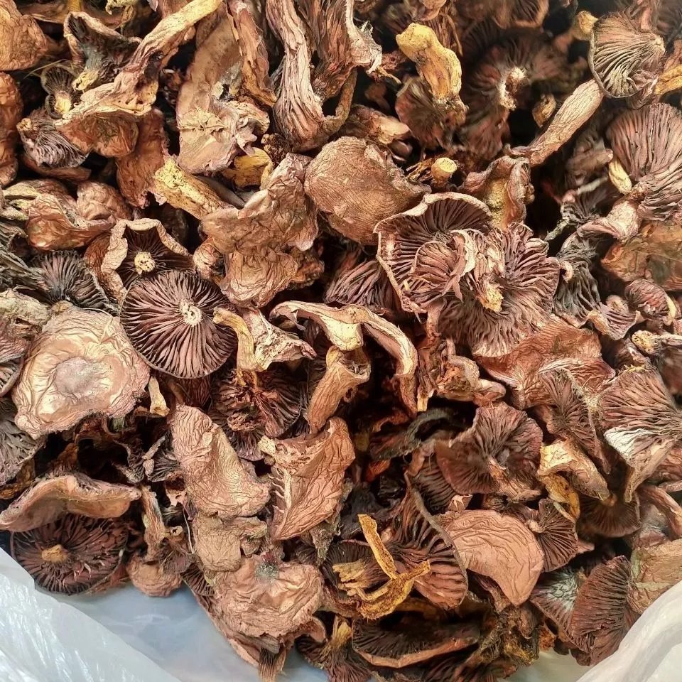 野生松树伞红蘑肉蘑炖鸡蘑菇承德特产松树伞松伞蘑干品食用菌 开散老