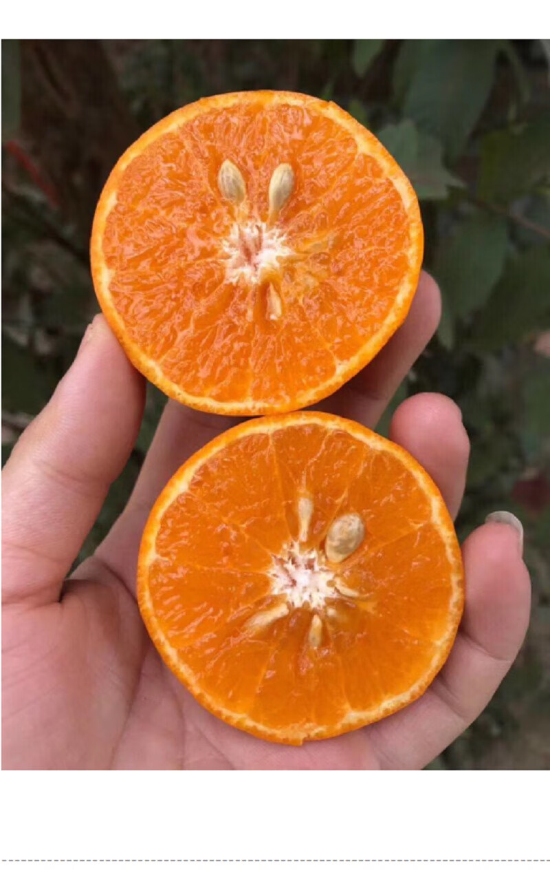 云南大理高原沃柑现摘顺丰宾川新鲜水果柑橘大果蜜橘5斤大果普装