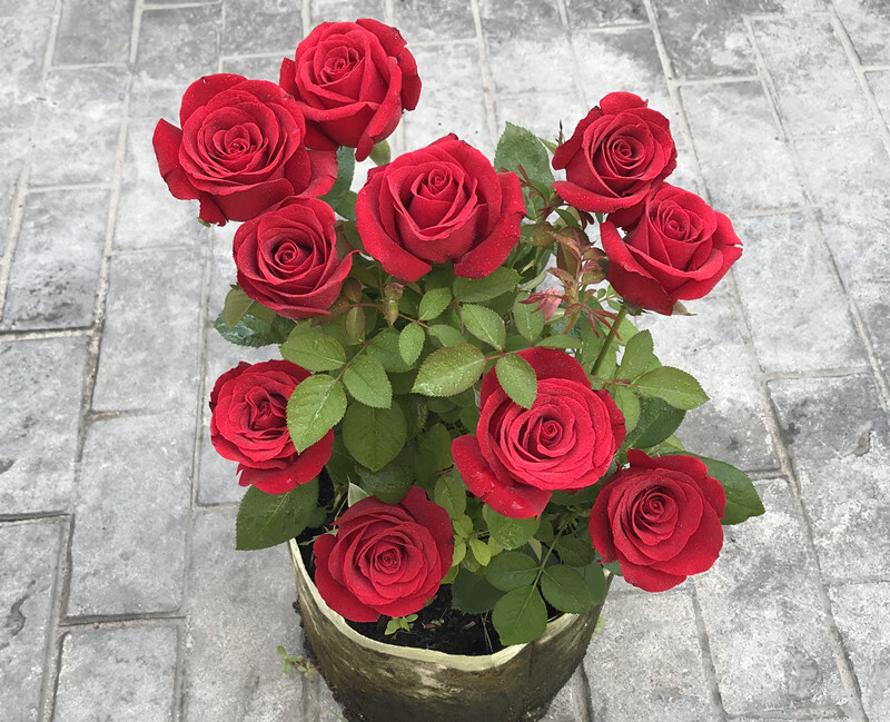 室内带花苞切花玫瑰花苗月季特大花蔷薇月季苗 国魂玫瑰【四季开花 带