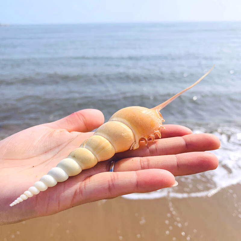 长鼻螺天然海螺贝壳收藏标本螺地中海家居橱窗装饰创意礼品长鼻螺长19