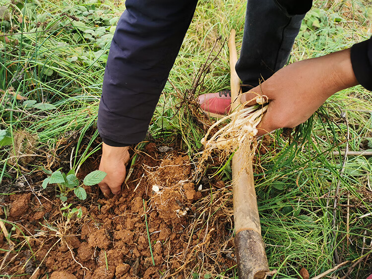 新鲜野葱野菜深山现挖现发小根蒜胡葱葱百香葱野菜苦藠头薤白 250g