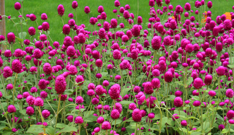 千日红波斯菊千日紫种子四季易种阳台庭院盆栽种植花草景观花籽 一串