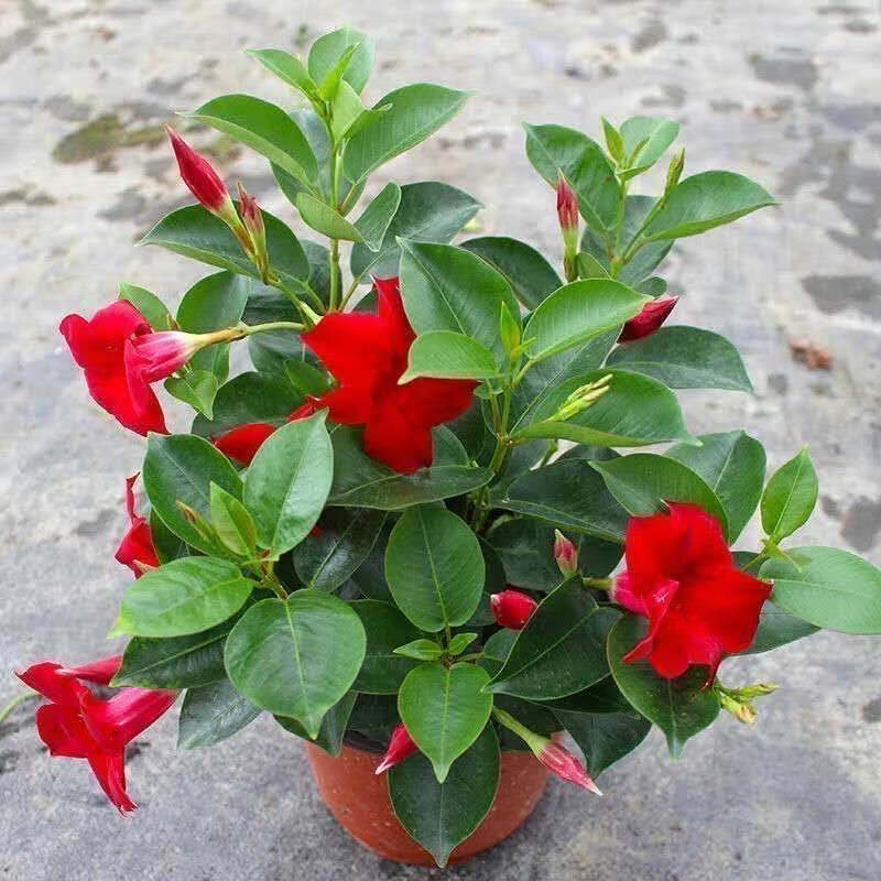 京推推cms演示站