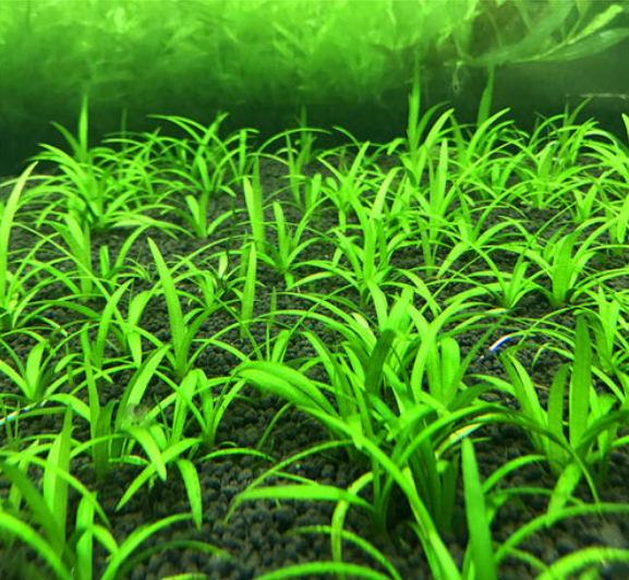 迷你小水兰草缸造景前景草新手入门阴性水草不用二氧化碳好养易活 小