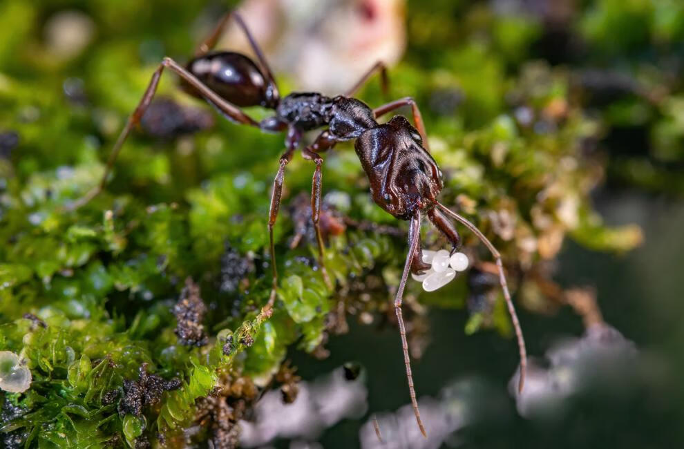 山大齿猛蚁蚂蚁宠物凶猛的蚂蚁蚂蚁工坊大蚂蚁活体攻击速度快 3后150