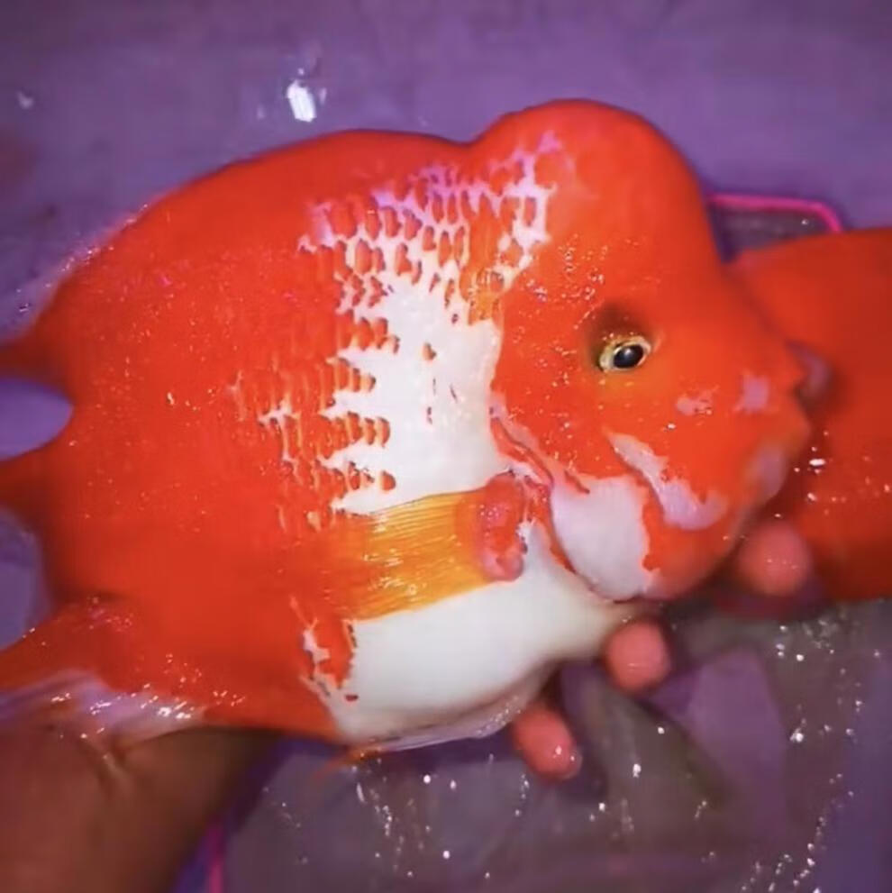 cmcm高端雪山白玉财神红白色黄金元宝鹦鹉鱼起头活体中大型热带观赏鱼