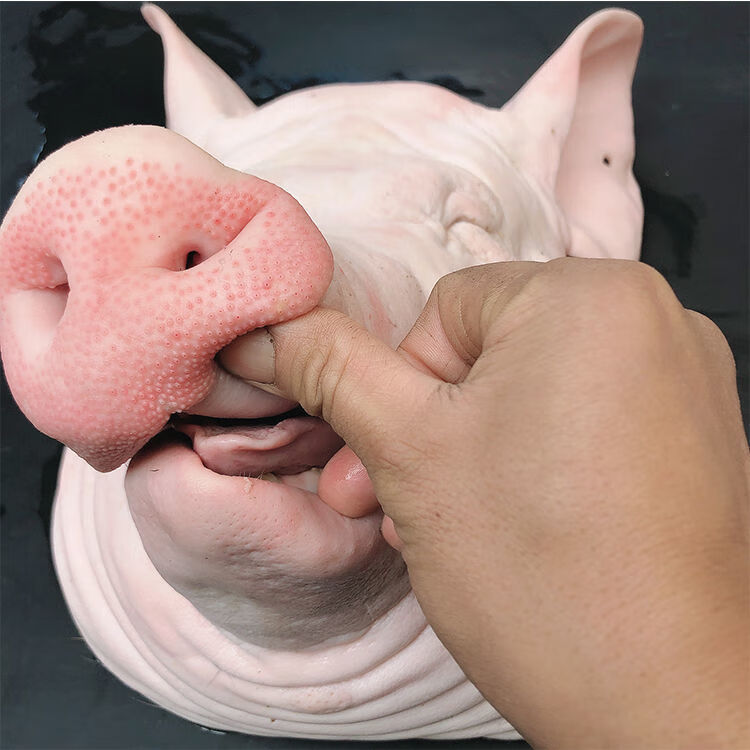 新鲜猪头生猪头整只猪头土猪头猪脸带耳朵猪脸猪头普米加罗16斤头个