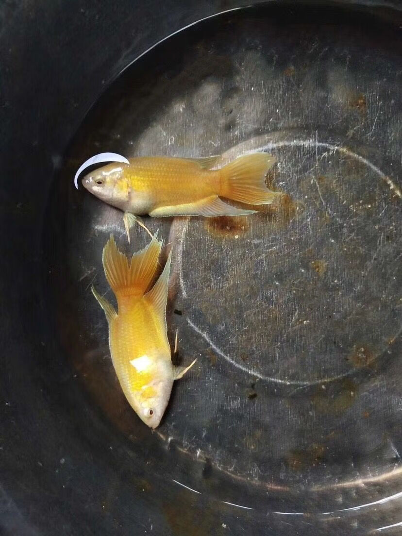 族萃中国斗鱼黄金鱼不用打氧耐活观赏小鱼好养冷水淡水鱼苗免加温繁殖