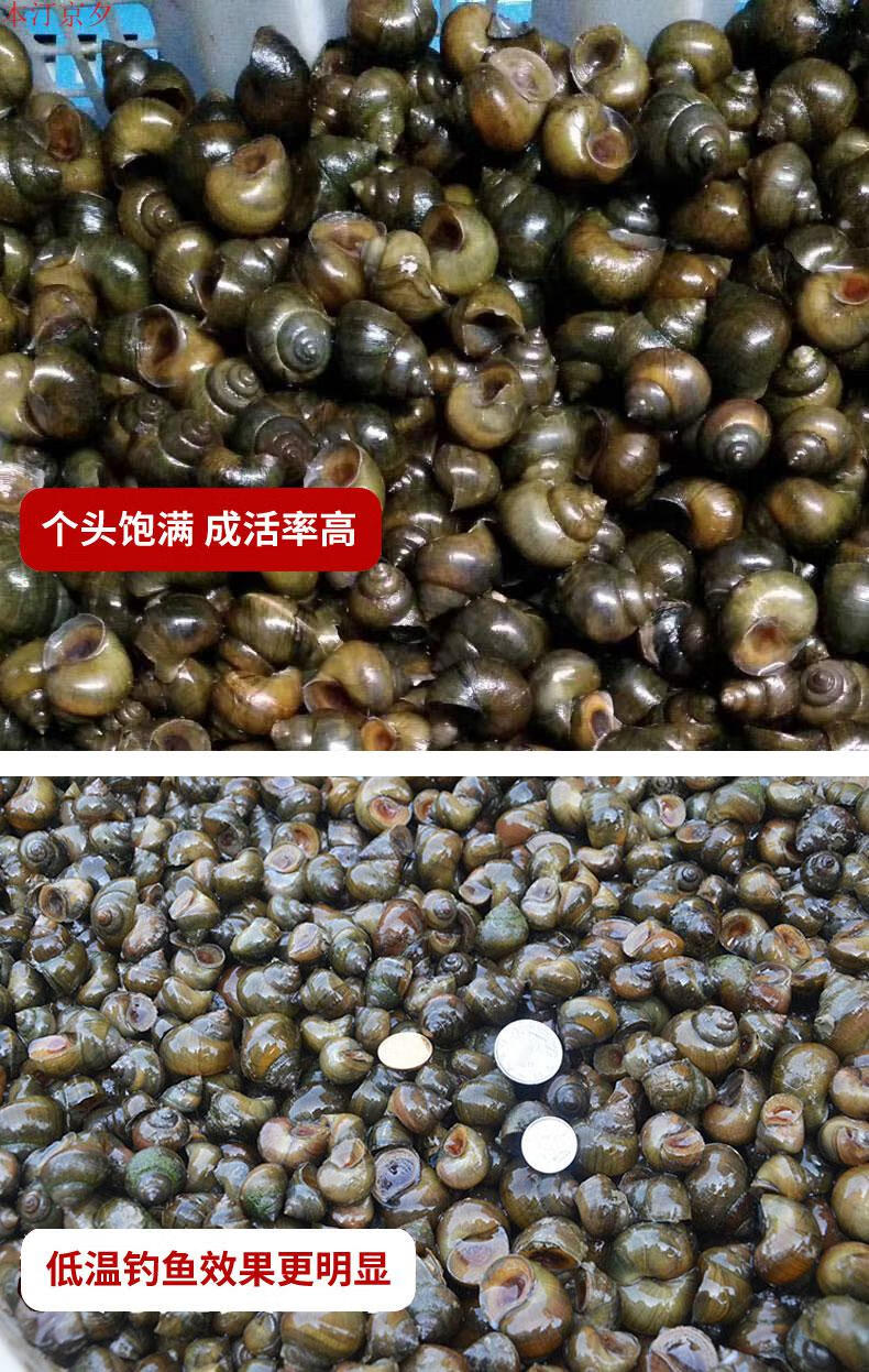 翠螺鲜活钓青鱼钓鱼螺蛳脆螺鱼饵新鲜田螺活体打窝小泥螺丝黑坑3斤5毛