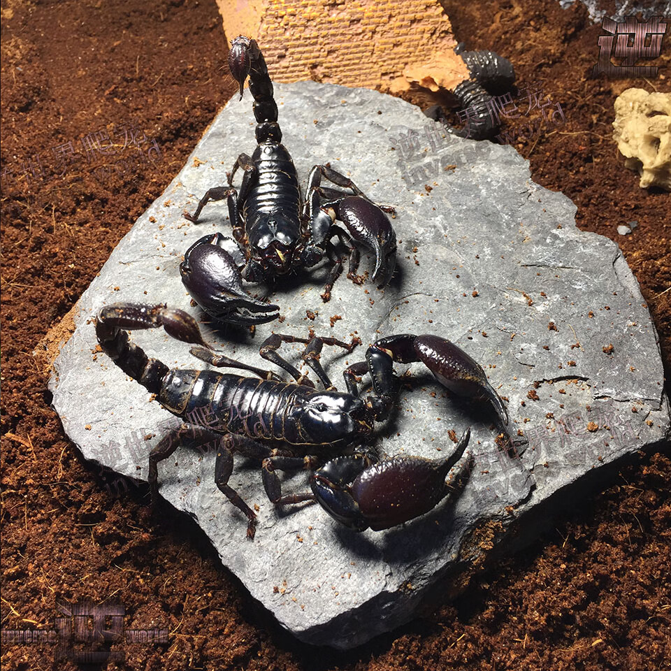 旺园兴宠物蝎子雨林蝎亚洲假宠物蝎公母繁殖组一对总长15