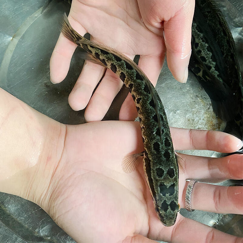 苗养殖观赏鱼淡水鱼冷水鱼观赏鱼生态黑鱼乌棒黑鱼苗2025cm4条送饲料