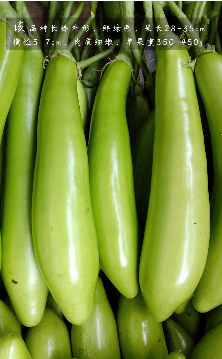 神禾绿茄子种子东北青茄苗秧种苗绿长茄种子200粒简装