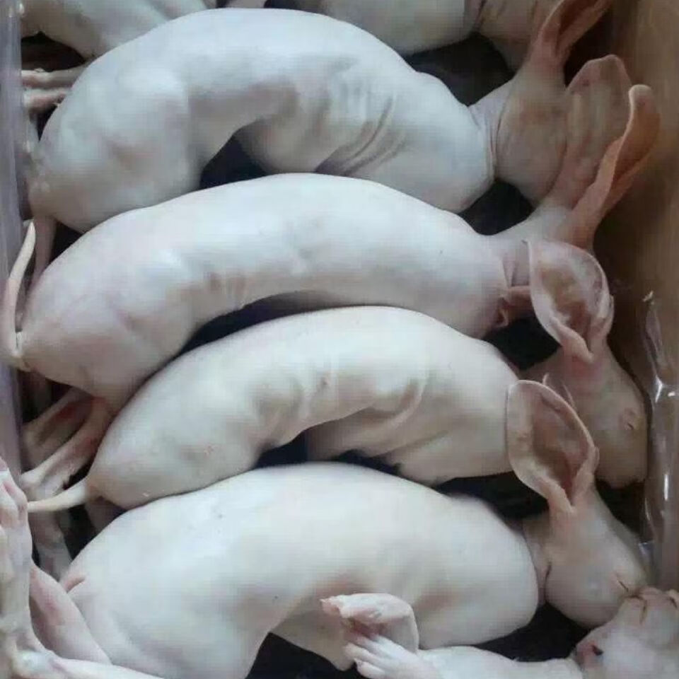 兔肉新鲜烫皮兔现杀带皮兔子肉整只25斤9斤只冷冻腾旺纳跃烫皮兔整只