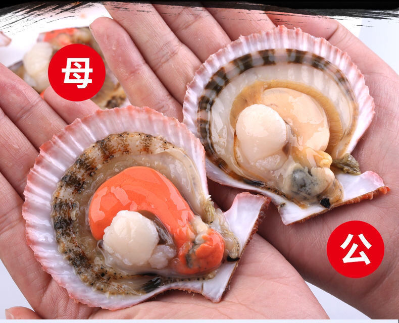 扇贝鲜活新鲜港湾贝带壳超大扇贝海鲜水产海捕贝类五斤大号