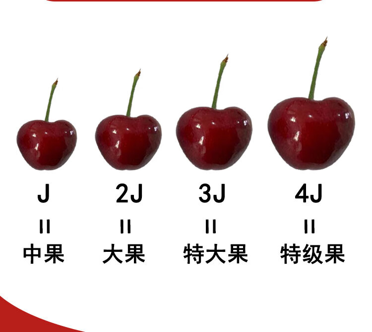 美早樱桃品种介绍图片