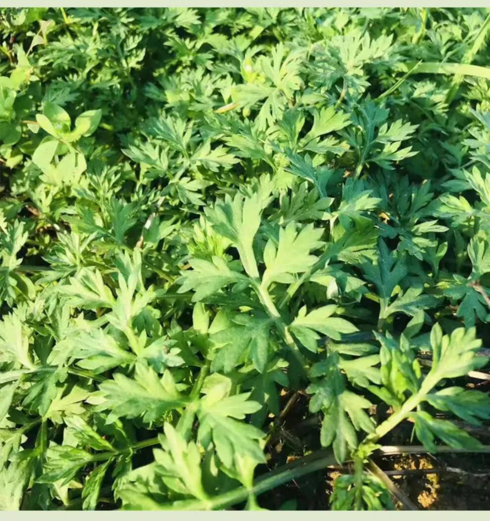 源外园野生新鲜艾草 当季食用野菜田艾草叶艾蒿清明草糍粑艾粄青团嫩