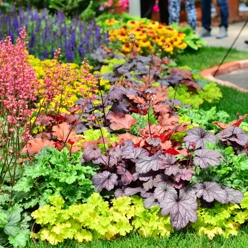 矾根植物盆栽大苗组合套餐室内耐寒四季庭院阳台观叶花卉绿植上海含盆