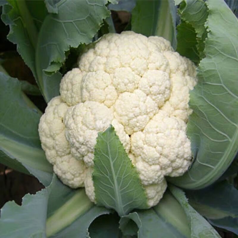 晨臻菜花新鲜现摘现发散花菜花椰菜花时令蔬菜白花菜精选花菜3斤装