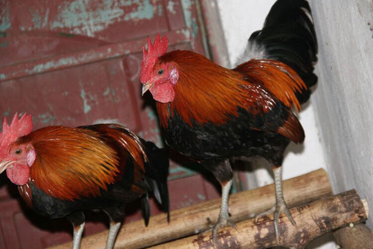 纯种白耳茶花鸡种蛋云南茶花鸡受精蛋海南可孵化小鸡苗种蛋 白耳茶花