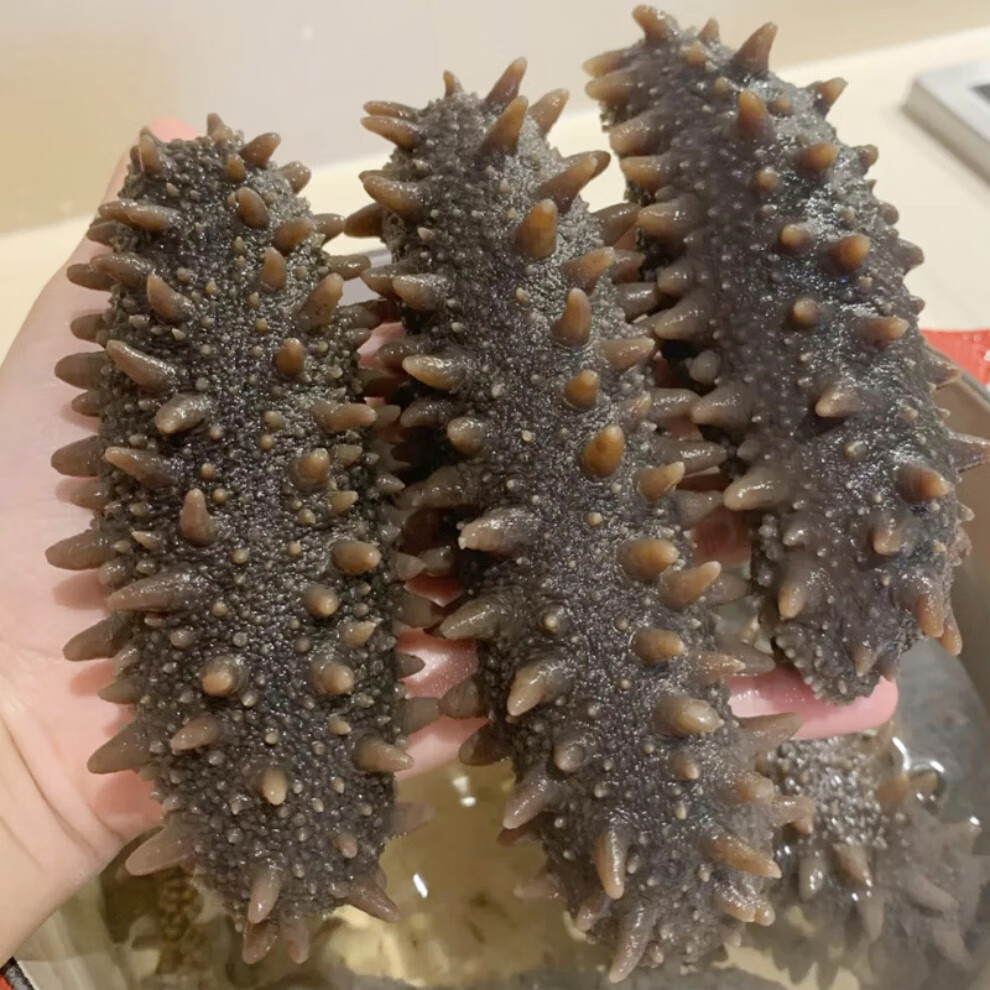 关东参北海道海参六排刺纯淡干关东海参北海道红参干货弭黎500g优选