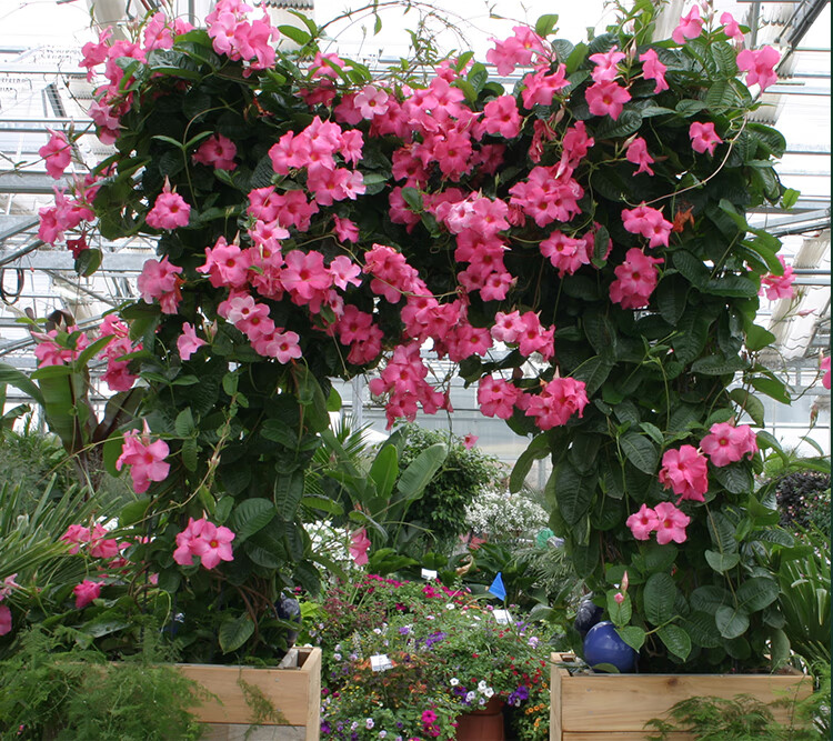 庭院阳台多年生爬藤植物双喜藤飘香藤红婵花文藤攀爬花卉盆栽小苗一株