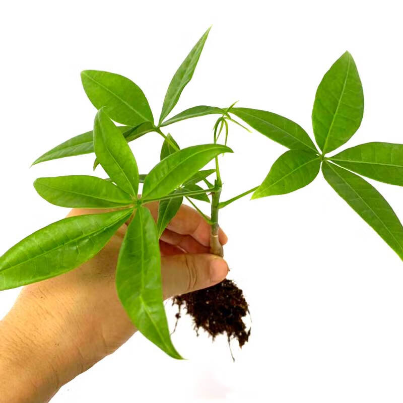 发财树种子苗盆栽树室内办公客厅观叶四季常青净化空气五福发财树2盆