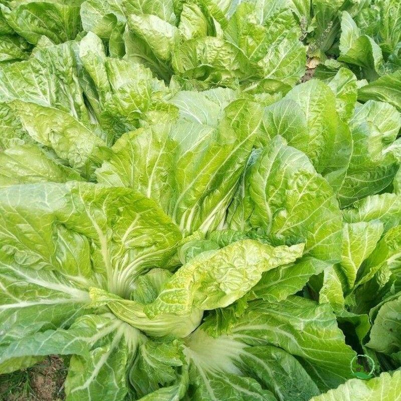 新鲜青菜包心芥菜贵州现摘蔬菜大叶宽邦青菜大头青菜苦菜腌制酸菜新鲜